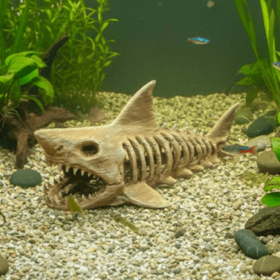 Shark Fossil Hideaway