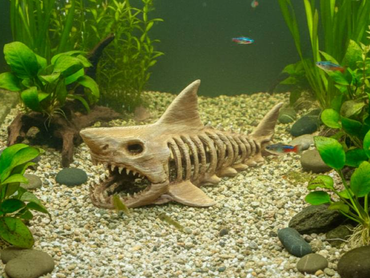FM3DUK shark fossil cave shown in an aquarium setting
