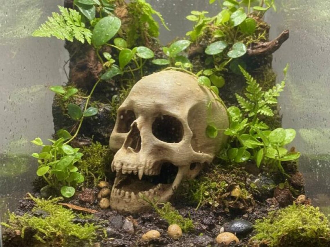 Skull Hide Cave: Realistic Ancient Relic Aquarium Terrarium Decoration